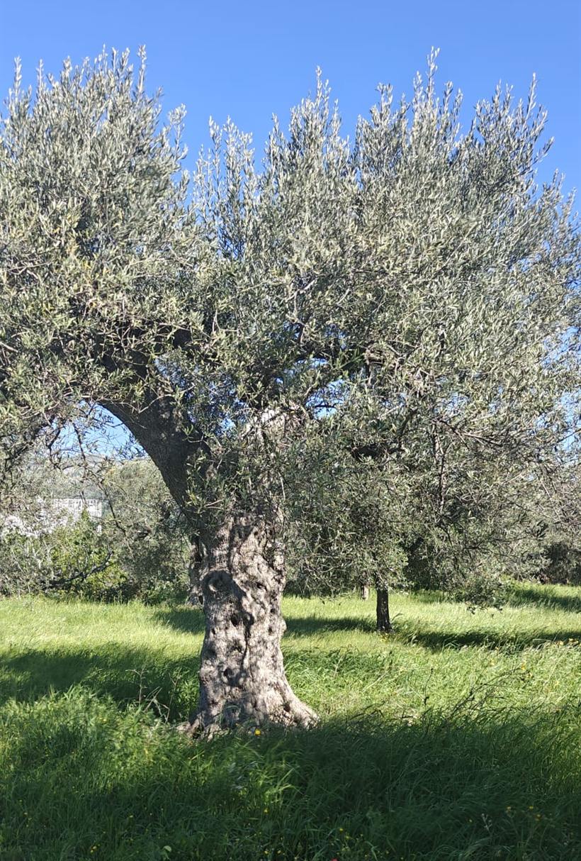 Ulivo secolare di Toccolana nel terreno di Tocco da Casauria: tronco nodoso e cavo, chioma argentata, prato verde